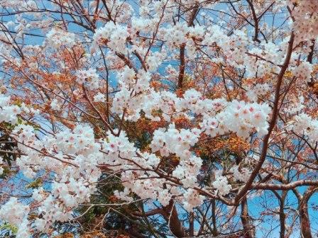 湖北の桜もきれいでした